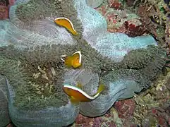 Grupo de A. sandaracinos en Stichodactyla mertensii, Panglao, Filipinas