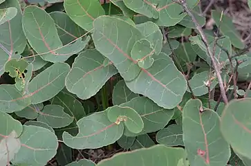 Angophora hispida: Hojas opuestas y decusadas