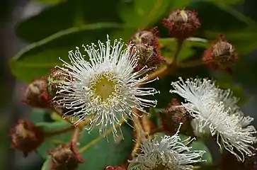 Angophora hispida: capullos y flores