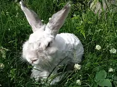 Angora esquilado