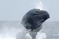 Ballena jorobada saliendo a la superficie de manera giratoria