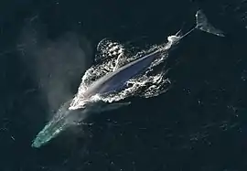 Ballena azul