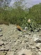 Coatí en el Cerro de la Silla.