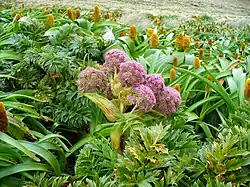 Flores y hojas de Anisotome latifolia, especie relacionada con la familia de las zanahorias. En el fondo aparece la florecida en amarillo Bulbinella rossii