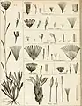 Fig.2 (a, b, c, d, e, f): Perezia magellanica en los Annales du Muséum national d'histoire naturelle (1812) (como Clarionea magellanica)