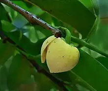 Flor de Annona, se observan los pétalos (carnosos, gruesos) y sépalos (verdes).