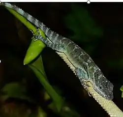 Anolis maculigula