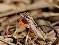 Anolis chrysolepis