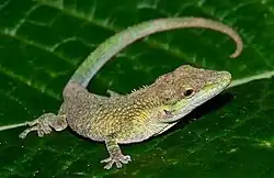 Anolis heterodermus