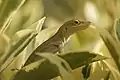 Anolis marmoratus