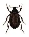 Anomala dubia.