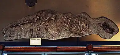 Fósil de anoploterio en el Museo Nacional de Historia Natural de Francia, París