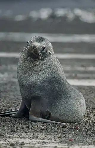 Lobo marino antártico (Arctocephalus gazella)