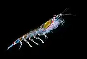 El krill antártico forma una de las biomasas más grandes de cualquier especie animal individual.