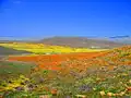 Floración de mayo del 2008 en el "Antelope Valley Poppy Preserve".