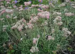 Antennaria dioica