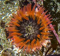 Anthopleura artemisia