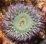 Anthopleura elegantissima