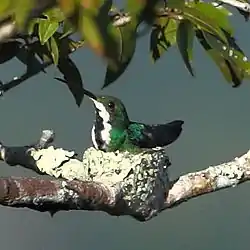 Anthracothorax nigricollis-Black-throated Mango (female)