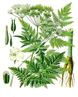 Anthriscus sylvestris