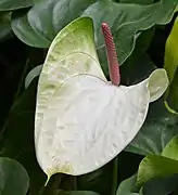 Espata en Anthurium, otra arácea.