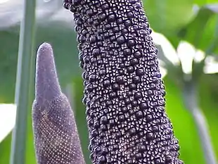 Infloresecencia de Anthurium digitatum