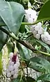 Hojas y flores de Anthurium scandens