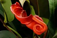 Inflorescencia de Anthurium scherzerianum con espata y espádice