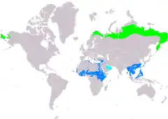 Distribución de Anthus cervinus