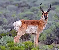 Antilocapra americana en la meseta de pumitas