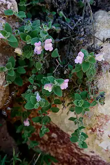 Antirrhinum hispanicum.