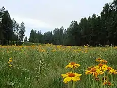 Flores salvajes cerca de Alpine (Arizona)