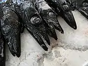 Pez sable negro, peixe-espada-preto, en el Mercado dos Lavradores.
