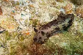 Aphelodoris gigas