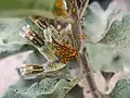 Colonia de Aphis nerii en Asclepias oenotheroides