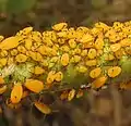 Colonia de Aphis nerii en Asclepias syriaca (algodoncillo)