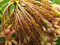 Colonia de Aphis nerii en inflorescencia de Asclepias syriaca