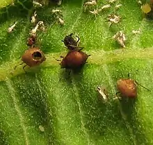 "Momias" de áfidos parasitados por una avispa parasitoide, Aphidiinae, posiblemente Lysiphlebus