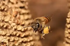 Apis mellifera