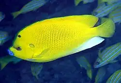 Apolemichthys trimaculatus