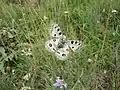 Mariposa Apollo en el Gran Sasso