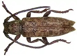 Apomecyna cochinchinensis