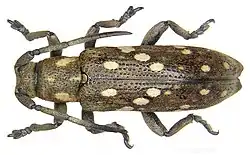 Apomecyna papuana