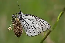 Aporia crataegi