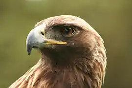 Águila real