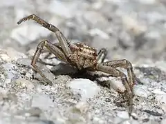 Xysticus cristatus, Galicia