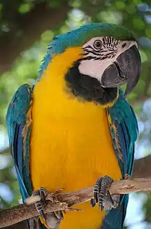 En la rama de un árbol en el zoológico de Luján, Argentina.