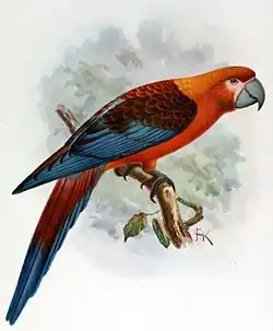 Guacamayo