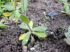 Detalle de las hojas basales más grandes.