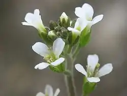 Inflorescencias.